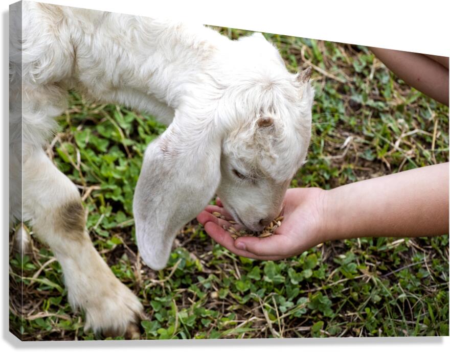Chevre a la ferme Canvas Print