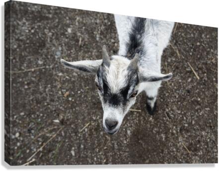 Bebe chevre Impression sur toile