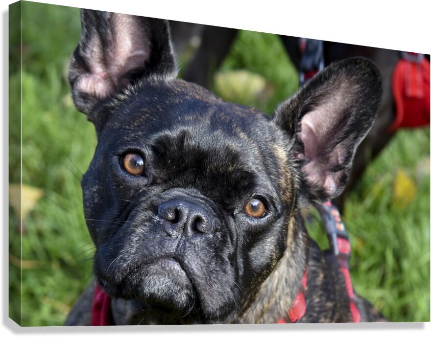 Bulldog en promenade Canvas Print