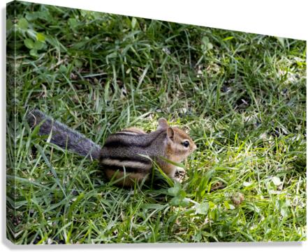 Suisse du Quebec  Canvas Print