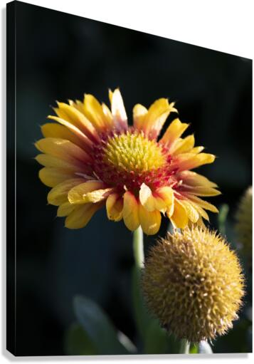 Fleurs decorative Canvas Print