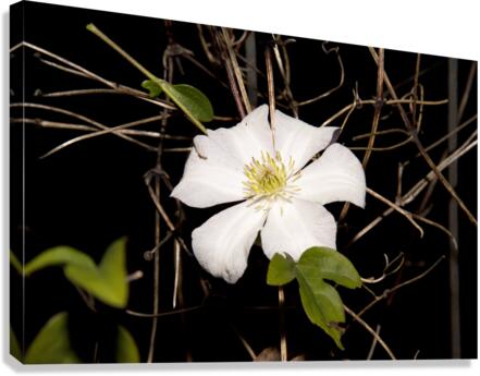 clematite des montagnes Canvas Print