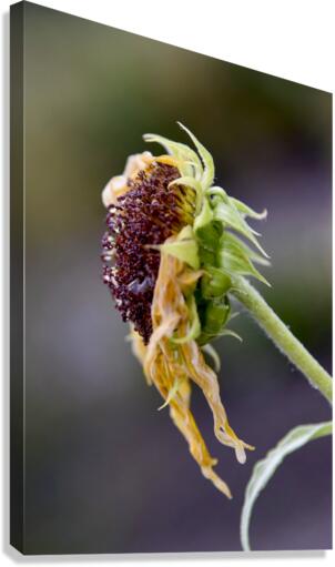 Tournesol en fin de vie Canvas Print