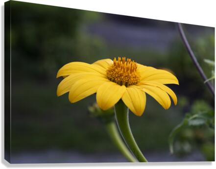 Fleurs jaune magnifique Canvas Print
