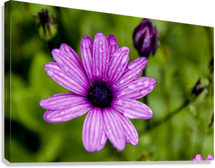 Anemone Canvas Print