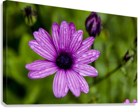 Anemone 2 Canvas Print