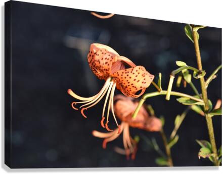 Fleur dete decorative Canvas Print