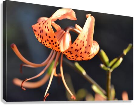 Lys au soleil dete Canvas Print