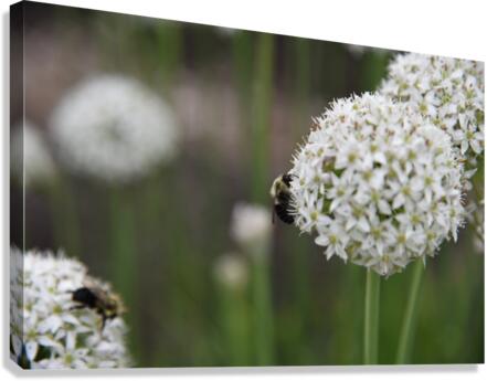 outside 00052 8 Canvas Print