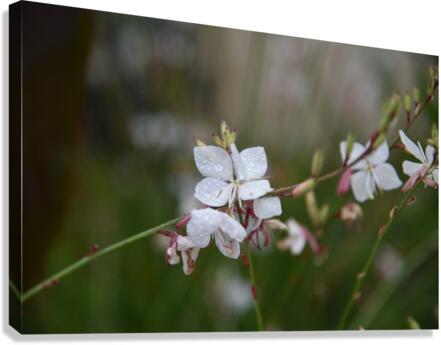 Gaura Canvas Print