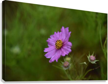 Fleurs cosmos Canvas Print