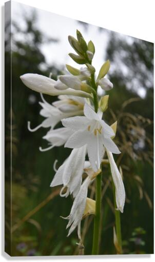 Fleur Blanche  Canvas Print