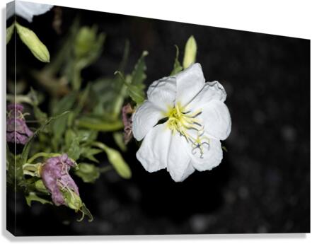 Projet qqq20190905 0174 Canvas Print