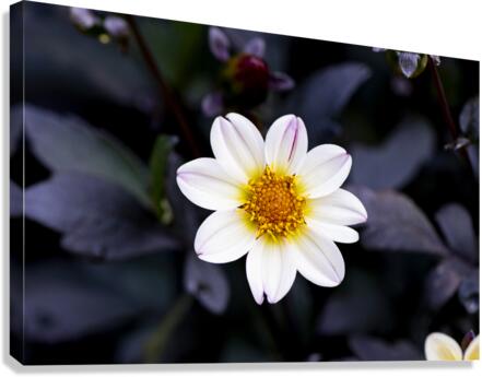 Fleur naturel Canvas Print