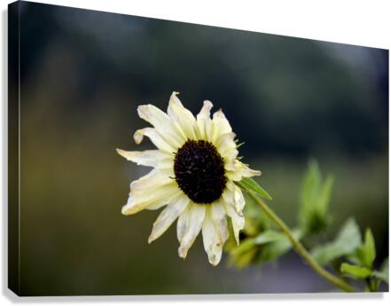 Survivant  Canvas Print