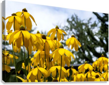 Tournesol en course Canvas Print