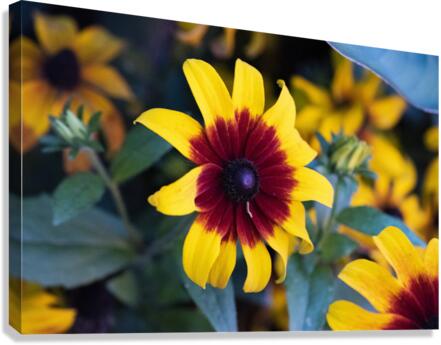 Margurerite eclatante Canvas Print