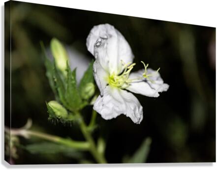 Fleurs power Canvas Print