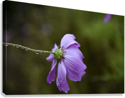 Cosmos sous la pluie Canvas Print