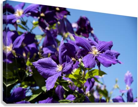 Plante mauve clematis Canvas Print