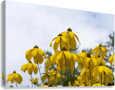 Tournesol naturel Canvas Print