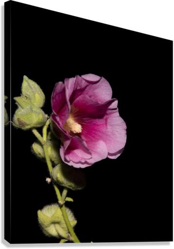 Fleurs Hisbucus rose de nuit Canvas Print