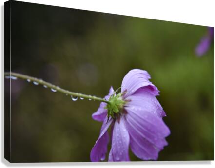 Macros sous la pluie Canvas Print