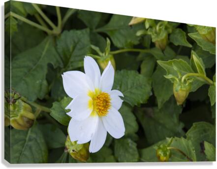 fleurs isole Canvas Print