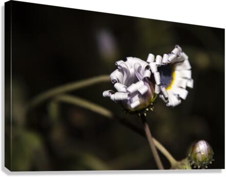 photos 002 461 Canvas Print