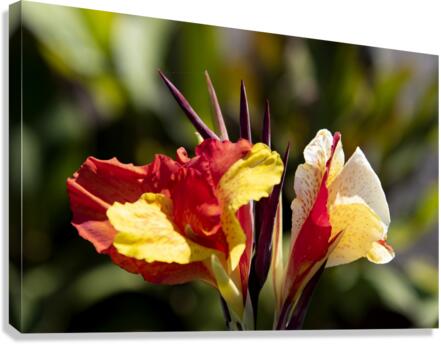 Balisier comestible  Canvas Print