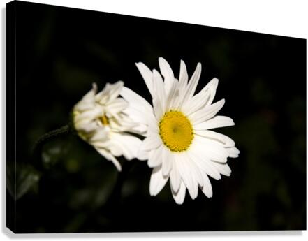 Marguerite a minuit  Canvas Print
