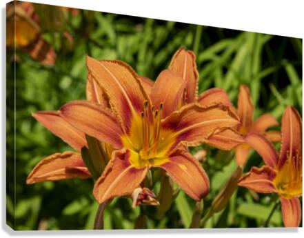 Lys orange Canvas Print