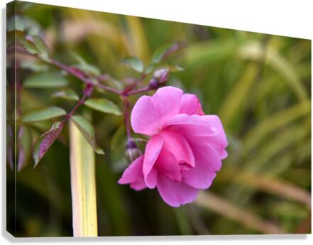 Rose dautomne solitaire Canvas Print