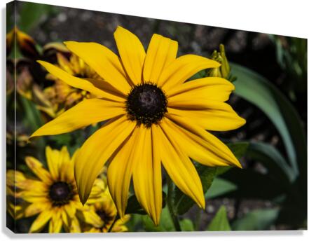 Fleurs tournesol en macro Canvas Print