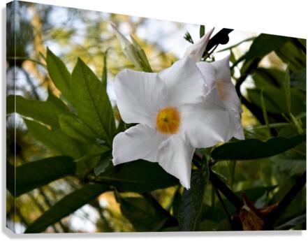 Jolie fleurs blanche inconnu Canvas Print