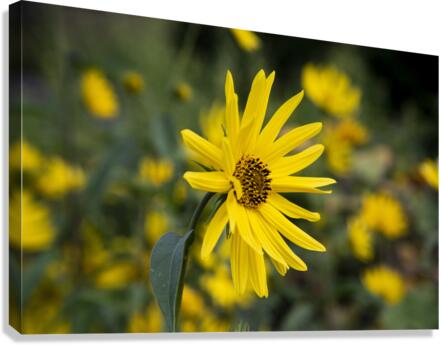 Fleurs tournesol 3 Canvas Print