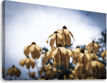 Champs de tournesol Canvas Print