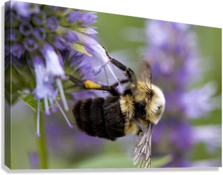 Abeille macro Canvas Print