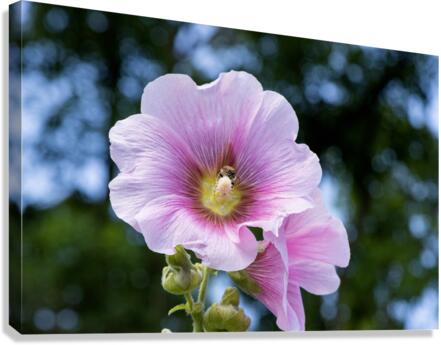 Fleur butiner ete Canvas Print