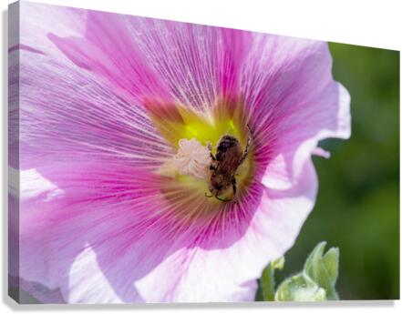 Macro abeille au travaille Canvas Print