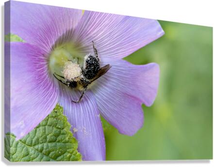 Natures Worker: Macro Image of Pollen-Covered Bee on Hibiscus Canvas Print