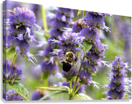 Purple Pollination: Macro Image of Bee on Lavender Canvas Print