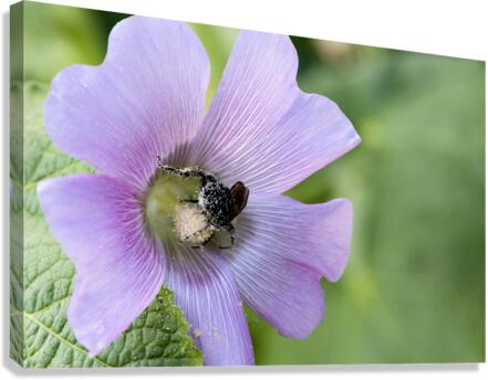  Pollen Collector: Close-Up of Bee on Pink Hibiscus Canvas Print
