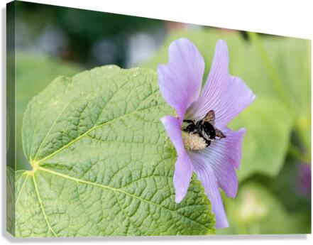 Natures Harmony: Macro Image of Bee on Hibiscus Canvas Print