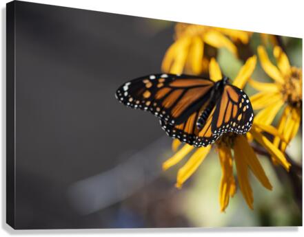 Overhead Elegance: Monarch Butterfly Macro Shot  Canvas Print