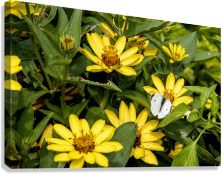 Sunflower Frolic: White Butterfly on Sunflowers Canvas Print