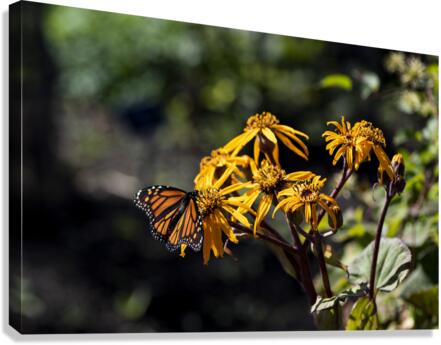 Distant Monarch: Butterfly on Yellow Flowers Canvas Print