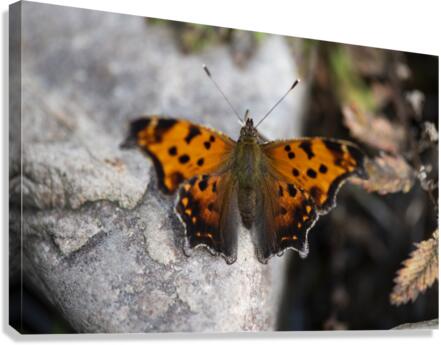 Resting Radiance: Orange-Winged Butterfly on Grey Rock Canvas Print
