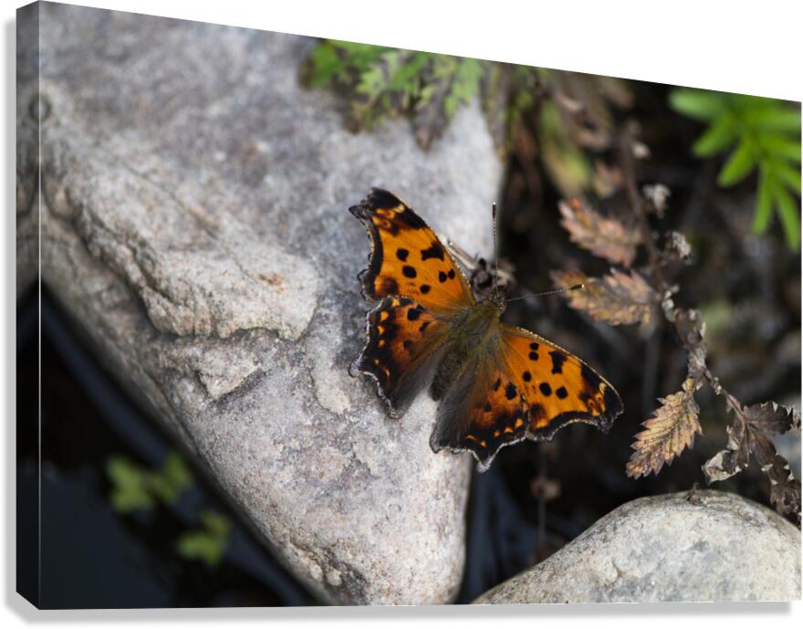 Macro Serenity: Butterfly on Rock  Canvas Print