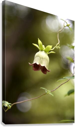 Elegance veneneuse : Lintensite dune belladone en macro avec un fond bokeh Canvas Print